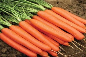 Создать мем: морковь элеганс f1 (нунемс) "агроэлита", сорта моркови, лучшие сорта моркови