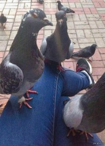 Create meme: shoes, pigeon Bob, dove