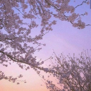 Create meme: blossom, cherry blossom, Sakura