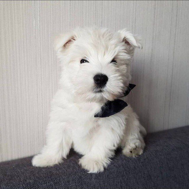 Create meme: west highland white terrier puppy, white Terrier, the West highland white Terrier