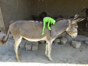 Create meme: donkey, home donkey, frogs