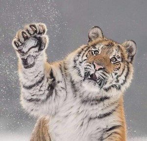 Create meme: tiger large, the Amur tiger, tiger snow
