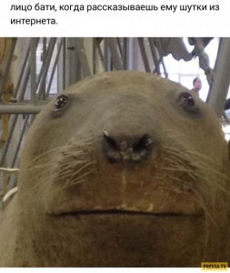 Create meme: come I approached the walrus, walrus meme, walrus