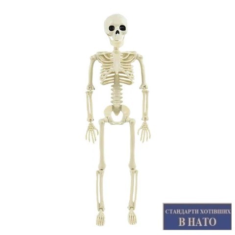 Create meme: skeleton toy, anatomical skeleton of a person, human skeleton 