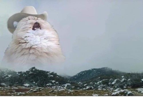 Создать мем: кот орет в горах, кричащий кот, орущий кот мем
