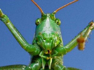 Create meme: grasshopper macro, Orthoptera grasshoppers, grasshopper