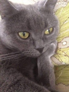 Create meme: cats, cat, Russian blue cat photo