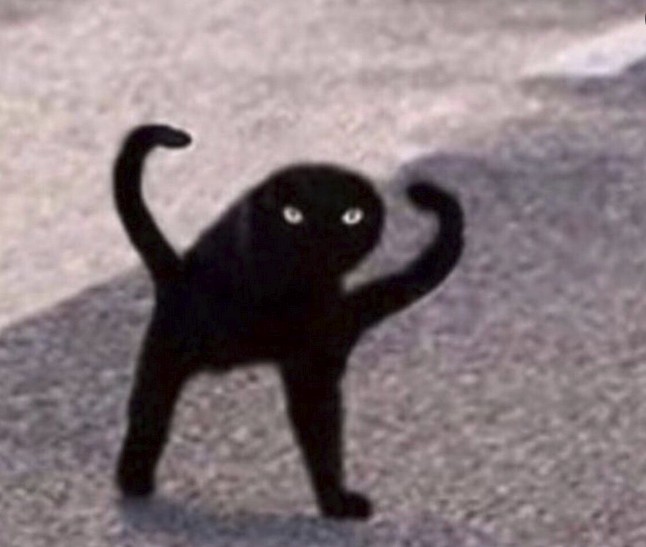 Create meme: the cat, black cat joy, joy of Shuka black cat