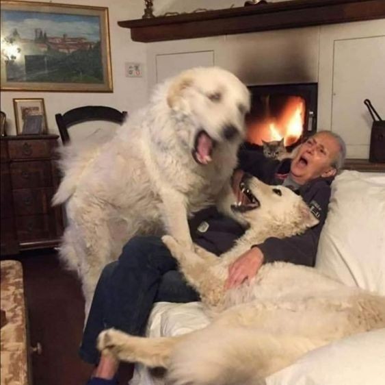 Создать мем: горная собака, пиренейская горная собака и алабай, большие собаки