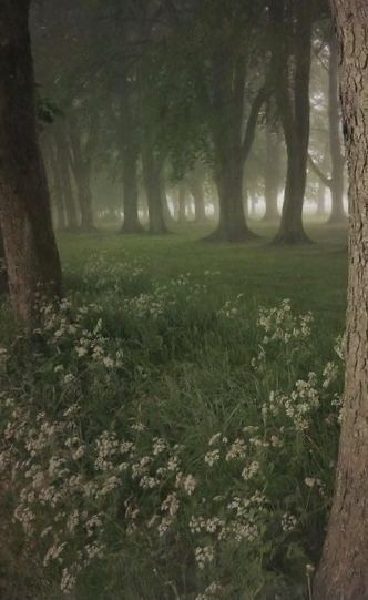 Создать мем: лес, пейзаж фотография, пейзаж эстетика