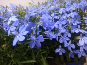 Create meme: erinus Lobelia (lobelia erinus) riviera blue sky, Phlox blue perfume, Lobelia erinus blue sky