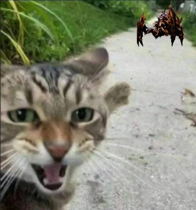 Создать мем: сумасшедшие коты, кот, кошка