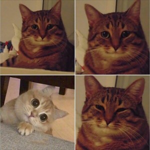 Create meme: cat meme, seals seals, memes with cats