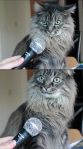 Создать мем: сэр вы осознаете что вы кот, мем кот с микрофоном оригинал, кот с микрофоном мем