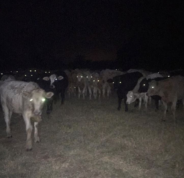 Create meme: darkness, cow , cow at night