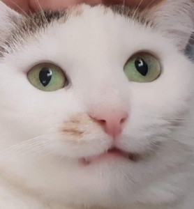Создать мем: кристина кошкина, разноцветные глаза, cat