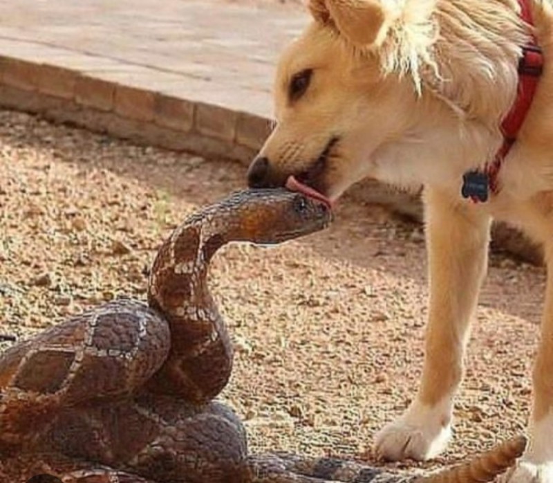 Create meme: dog and snake, humor animals, The snake is licking