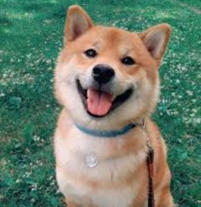 Create meme: Akita dog, the breed is Shiba inu