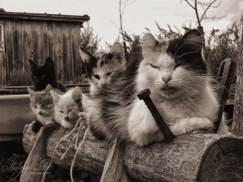 Создать мем: кошка, деревенский кот, кошки гангстеры животного мира