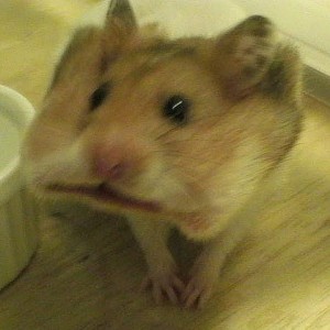 Create meme: hamster cute, hamster, hamster Syrian