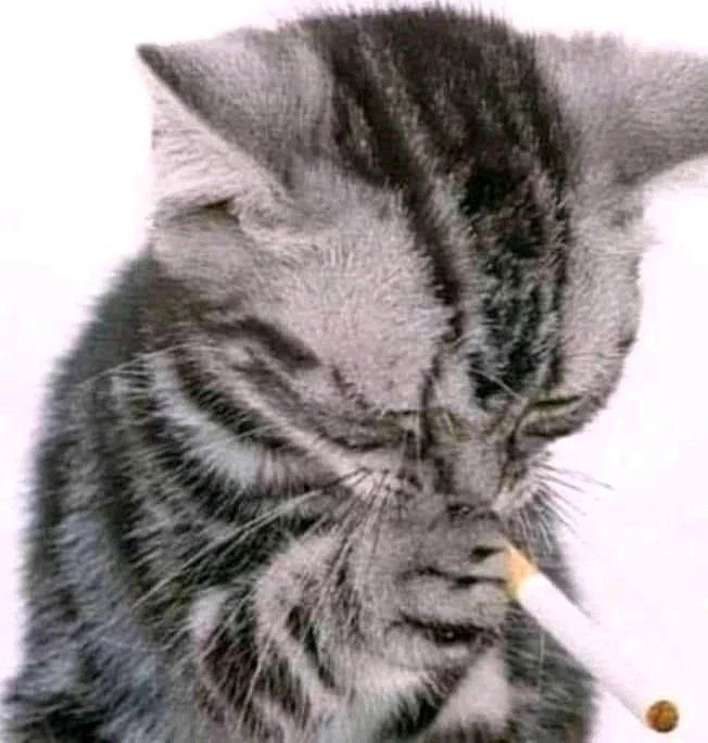 Создать мем: грустный кот с сигаретой, грустный кот курит, кот с сигаретой