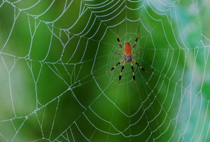 Создать мем: паутина паука крестовика, паутинный паук, паутина паука