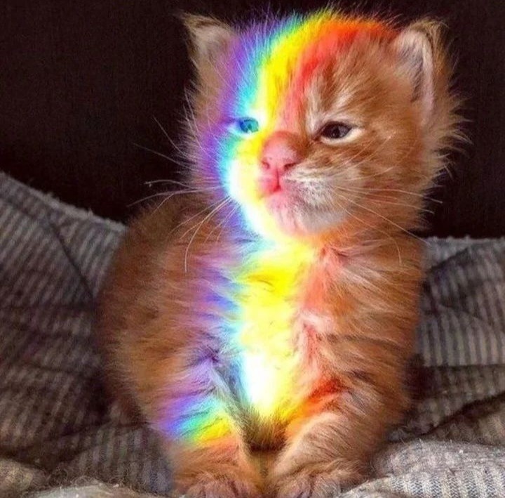 Создать мем: радужный котик, котик с радугой, радужные коты