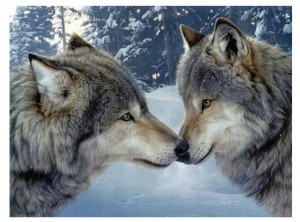 Create meme: wolves couple
