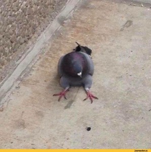 Create meme: stupid pigeon, a sad dove, sitting dove