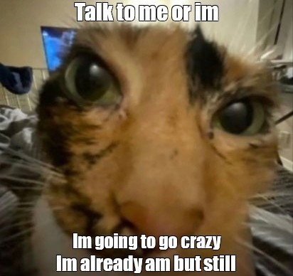 Создать мем: кот смешной, кошки, кошка глаза