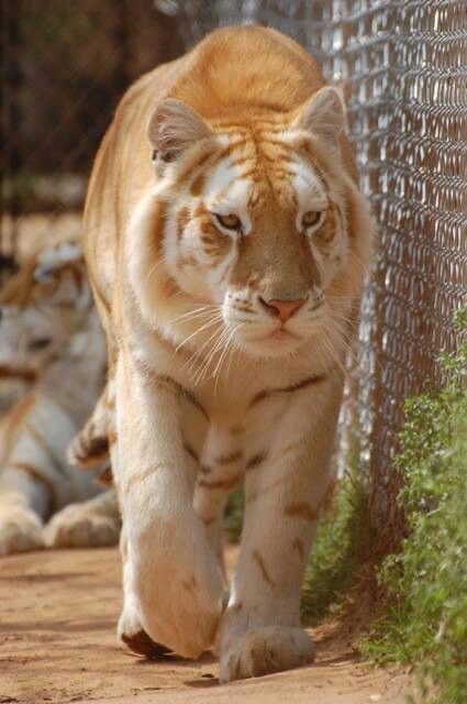 Create meme: Golden tiger, golden Bengal tiger, golden albino tiger