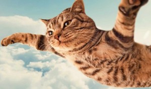Создать мем: кошка летит, летающая кошка, кот