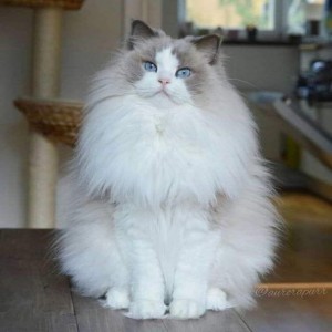 Создать мем: персидский рэгдолл, рэгдолл кошка биколор, длинношерстный рэгдолл