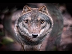 Create meme: grey wolf, wolf wild, wolf