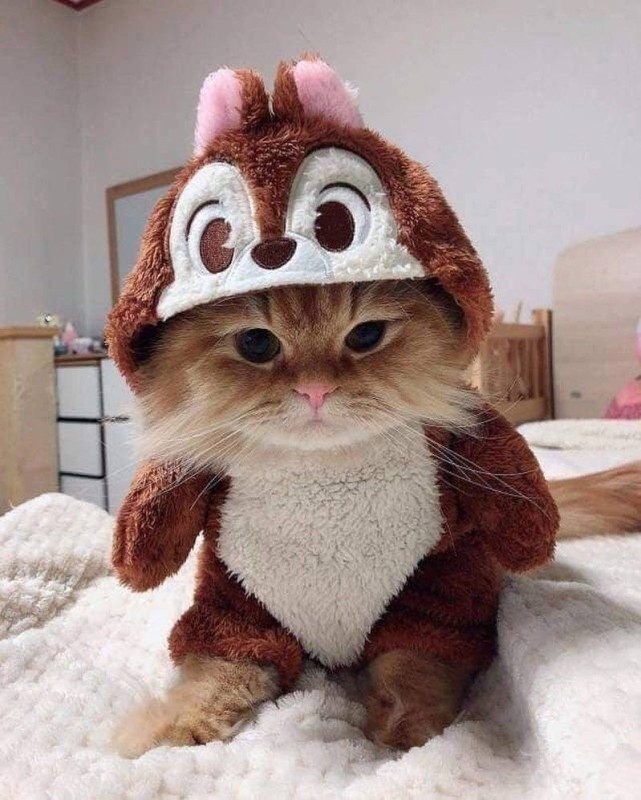 Создать мем: милые котики в шапочках, милый котик в шапке, милые смешные котики