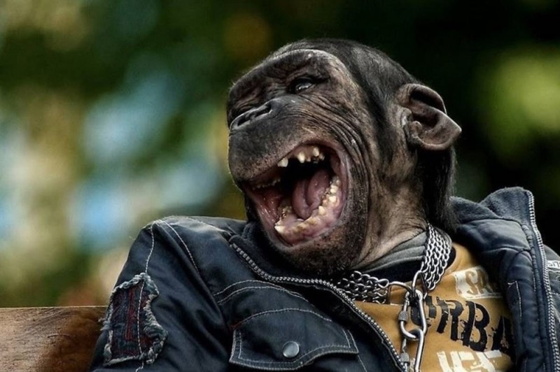 Создать мем: смешные обезьяны, улыбающиеся животные, лютые в капае