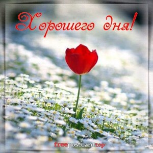 Create meme: tulips on the background, red tulips, tulips