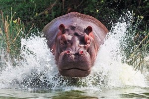 Create meme: Behemoth smiles, Hippo, Hippo