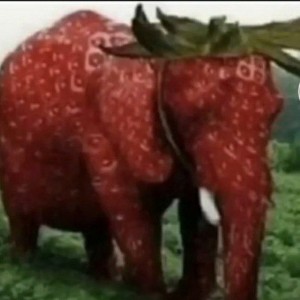 Создать мем: elephant elephant, животные, клубничка