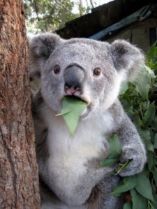 Create meme: Koala sad, koala, koalas
