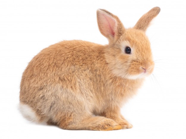 Создать мем: кролик коричневый, маленькие кролики, рыжий кролик