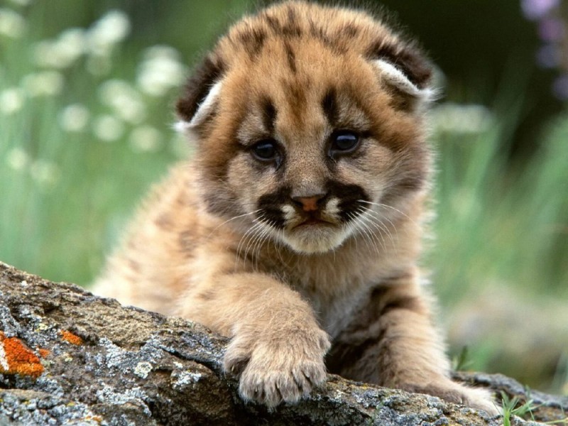 Create meme: the cute animals , beautiful animals, cub Cougars 