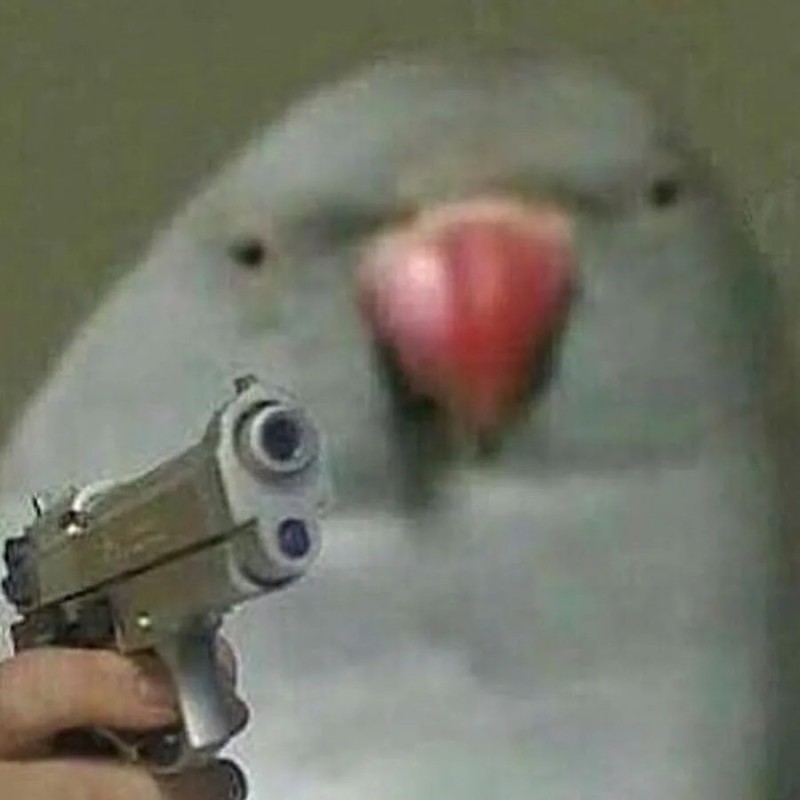 Create meme: a parrot with a gun, a parrot with a gun meme, meme parrot 