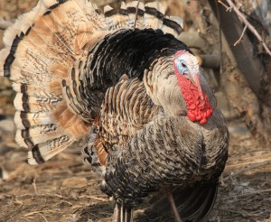 Create meme: broiler turkeys photos, Turkey, wild turkey