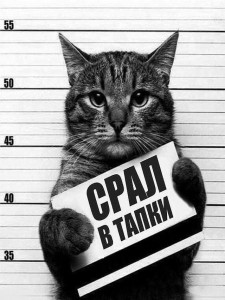 Создать мем: кот, картинки кот преступник, фото кота срал в тапки