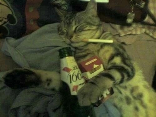 Create meme: cat , drunk cat, the cat is an alcoholic