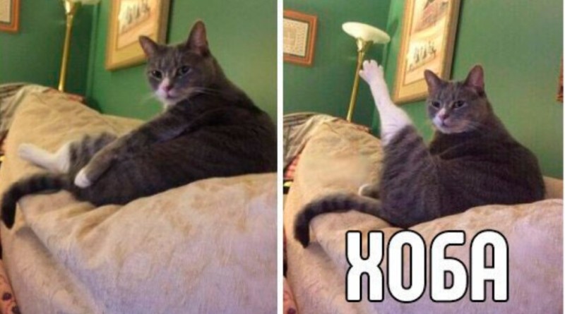 Create meme: hob's cat, hoba cat meme, hoba hoba double cat