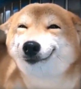 Create meme: dog meme, smiling dog meme, dog Ulybka