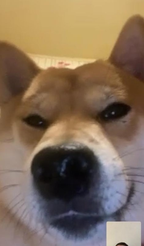 Create meme: Shiba inu dog, the breed is Shiba inu, akita shiba