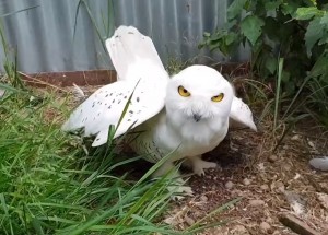 Создать мем: White Owl, полярная сова в домашних условиях, белая сова